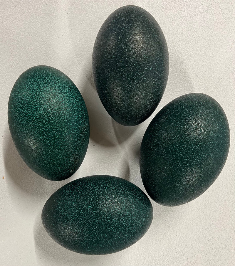 4 Emu Eggshells (Grade A)