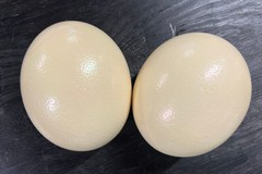 Ostrich Eggshell (Grade A)