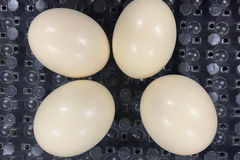 Ostrich Eggshell (Grade A)