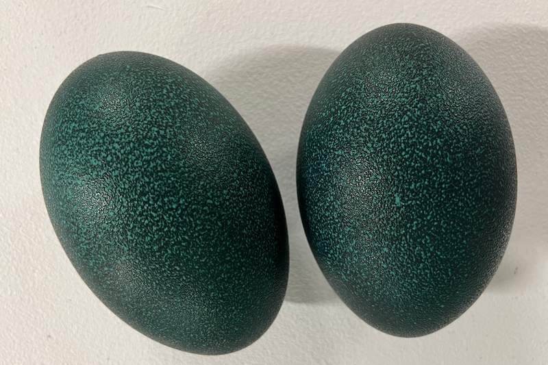 Emu Eggshells (Grade A)