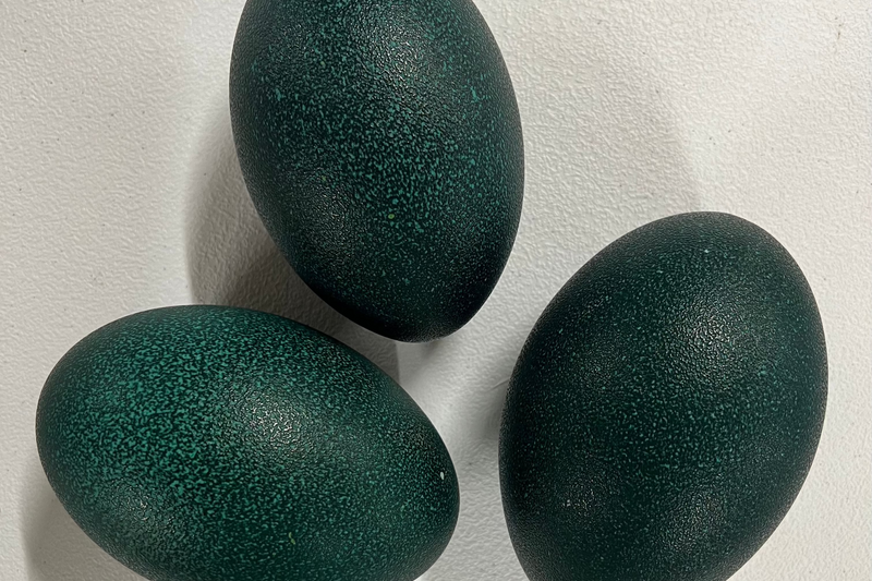 Emu Eggshells (Grade A)