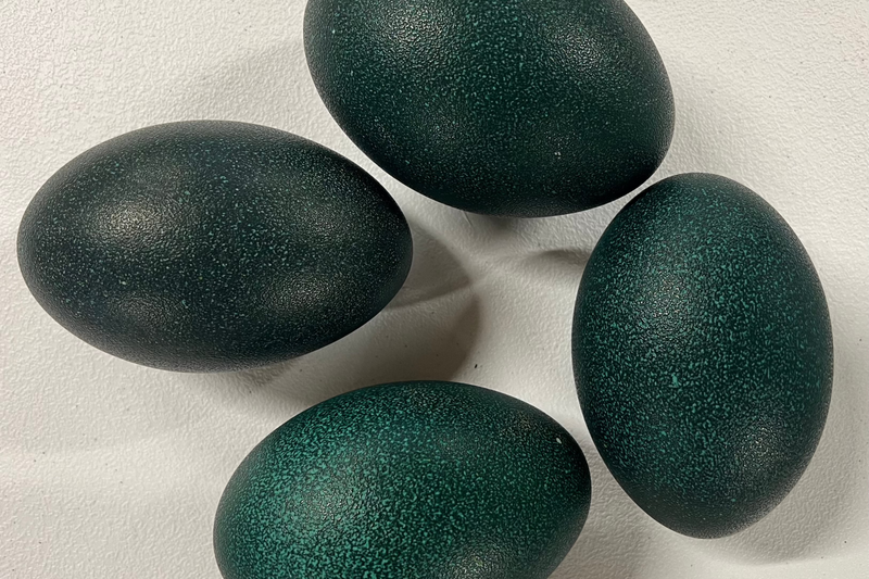 Emu Eggshells (Grade A)