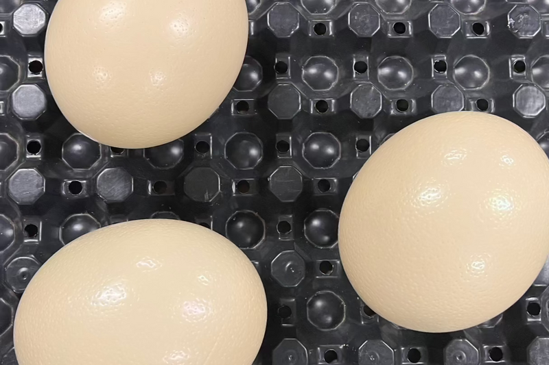 Amaroo Hills Emu Farm | Ostrich Eggshell | Amaroo Hills Emu Farm