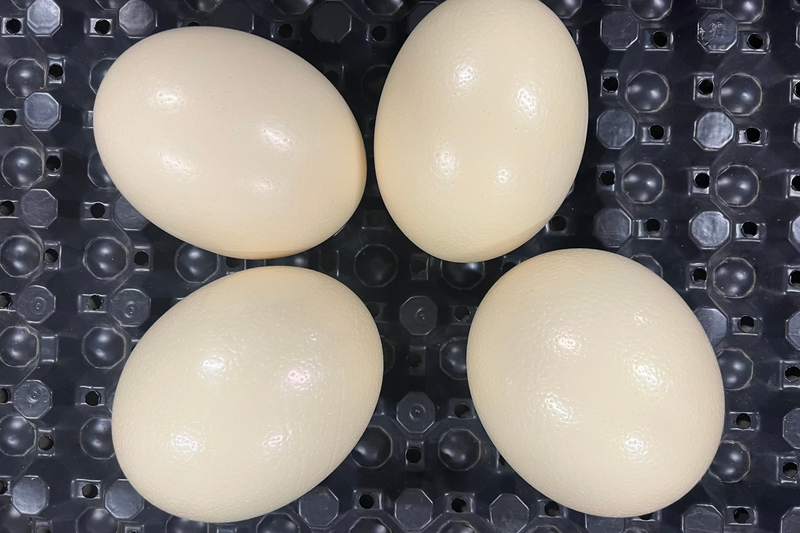 4 Ostrich Eggshells