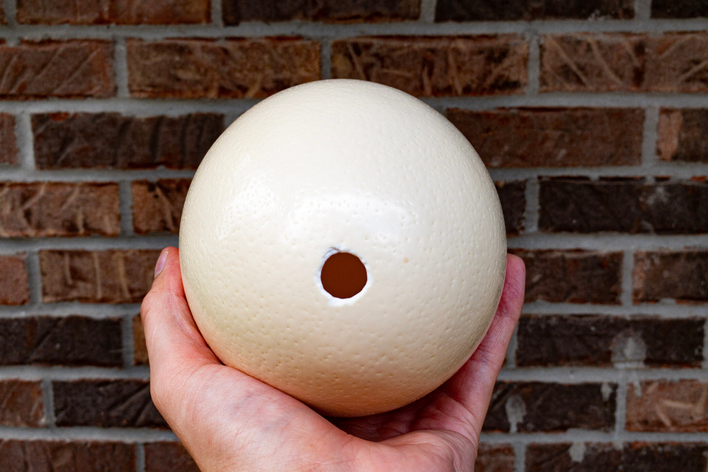 Amaroo Hills Emu Farm | Ostrich Eggshell | Amaroo Hills Emu Farm