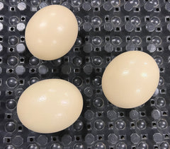 3 Ostrich Eggshells