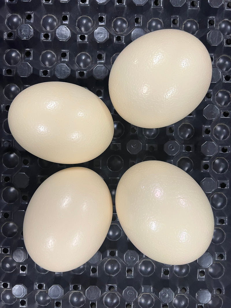 4 Ostrich Eggshells