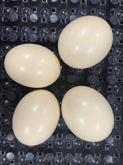 4 Ostrich Eggshells