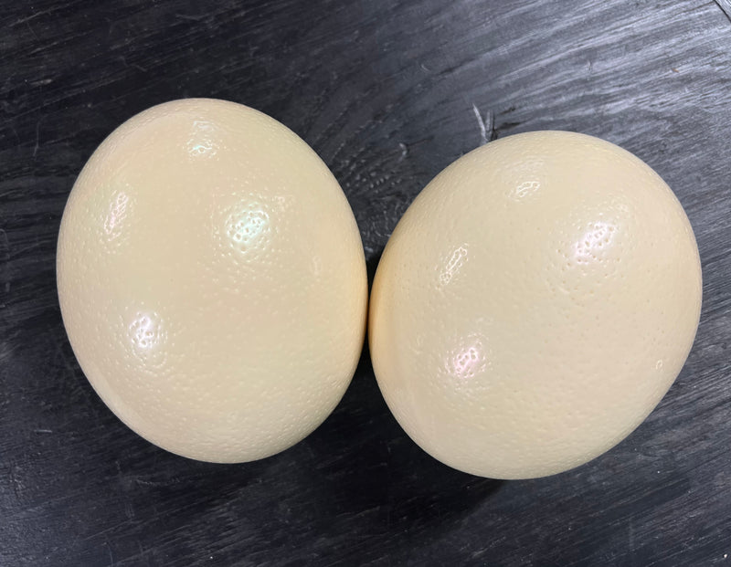 2 Ostrich Eggshells